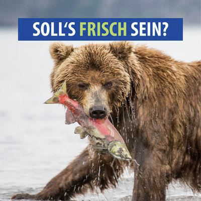 B&auml;r mit Fisch im Maul